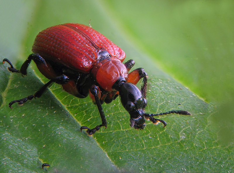 Attelabidae:  Apoderus coryli